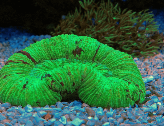 STUNNING UNDERWATER PLANTS YOU SHOULD SEE