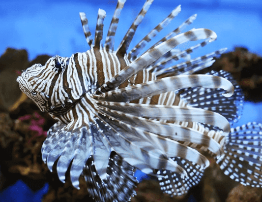 MOST DANGEROUS FISHES IN THE OCEAN