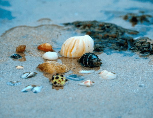 SEASHELLS' MEANING AND SYMBOLISM
